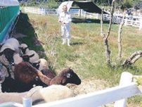 耕作放棄地にヒツジ牧場　氷見・十二町のメェ〜物に　住民ら交流の場に