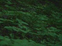 【神石高原町】真夏でも輝く「ホタル」｜地球派宣言