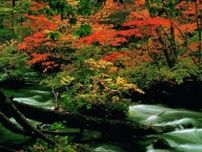 【2025年版】華麗に色づく青森県の紅葉スポット9選