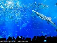 路線バスで「沖縄美ら海水族館」に行く「BEB5沖縄瀬良垣 by 星野リゾート」の1泊2日旅。車なしでも楽しめるおすすめモデルコース