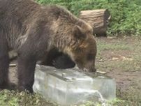 ハチミツ入りの巨大氷をペロペロ　旭山動物園　厳しい暑さにお疲れのモードの動物たちに『涼』をプレゼント