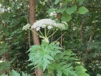 札幌市、毒性疑いの植物の緊急点検を完了 新たな生育確認されず 毒草バイカルハナウドに似た植物の発見うけ