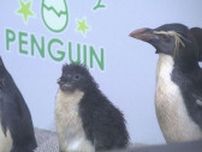 「ペンギンの赤ちゃん」すくすく成長　ジャンプ披露　先月ふ化したヒナを23日から一般公開　AOAO SAPPORO
