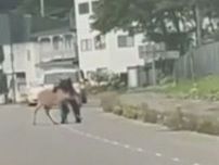 【衝撃映像】国道上でクマがシカを襲う姿カメラ捉える　体長1.2m、体重94Kg　クマはその後駆除　羅臼町