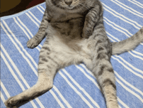 実写版ドラえもん！？猫のポーズに「どこでもドア出してください」と反響
