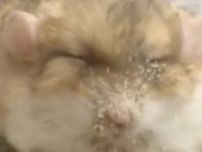 薬が不味すぎた〜！悶絶するマカロニマウスの姿が「バグってるwww」「かわいい〜」と話題に
