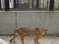 「ごはん…ありませんよ…」と表情で訴えかけるチーター⇒「忘れたわけじゃないんだよ...」と飼育係も苦笑い