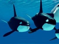 野生のシャチが「人間に食べ物を差し出す」驚きの行動が観察される。研究団体「交流しようとする社会的表現」