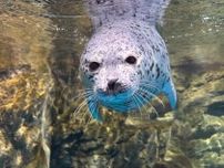 ねぶた人形のようなアザラシの気迫が「さすが青森生まれ」と評判に