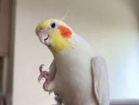 オカメインコが『幸せなら手をたたこう』を歌ったのに…⇨まさかのところで終了しSNS爆笑