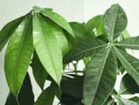 パキラの花が小石川植物園で開花。1日で終わってしまう姿に「初めてみた！」の声
