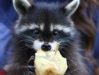 スープ缶に頭がはまったアライグマ。救出されるやいなや、次の食事を求めて立ち去る