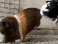 「ダイナミックなジャンプをご覧ください」⇒明らかに跳んでいない3匹目のモルモットに注目が集まる