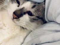 前髪を自分でブラッシングする猫を公開⇨「おしゃれキャットですね」と5.9万「いいね」が殺到
