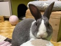 貫禄がありすぎる！オフィスの椅子に座っているウサギの姿が「ボスうさぎ！」と話題に