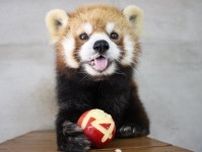 令和7年7月7日に誕生したレッサーパンダの赤ちゃんが公開される⇒「トリプル7なんて縁起良すぎ！」と話題に