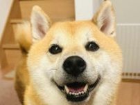 なぜそこに挟まった…？自宅で身動きできない柴犬に「これだから柴犬はやめられない」と大爆笑