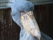 鳥の歩き方が「うむ、くるしゅうない」で話題。くちばしを鳴らし出ていく様子に「将軍のお出まし」「王様の威厳」の声