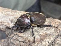 雄と雌の特徴持つカブトムシ捕獲　「数万匹に1匹」　つくば市内で展示　茨城