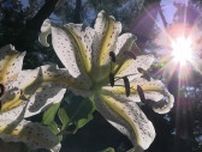 緑豊かな景色に真っ白な花のコントラスト　三陸復興国立公園の碁石海岸でヤマユリ咲く　1株だけ色違いも　見頃は7月いっぱい　岩手・大船渡市