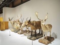 『どうぶつ展　 わたしたちはだれ？ どこへむかうの？』『黙然たる反骨　安藤照』キュレーター・林綾野さんが見どころを紹介