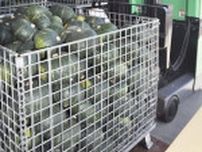 カボチャ「鈴鹿マロン」出荷最盛期　三重県内１位、150トン見込み