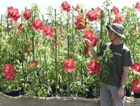 タイタンビカス見頃　津・赤塚植物園の里山庭園　三重