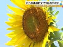 35万本が咲き誇る…河北潟干拓地に『ひまわり村』オープン 園児らが2m程に育ったヒマワリの迷路に挑戦