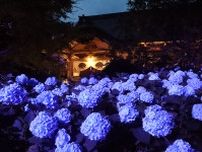 「アジサイ寺」で青一面のライトアップ　秋田県男鹿市