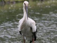 【兵庫・豊岡】かつて“野生のコウノトリ”が生息した「日本唯一のまち」　絶滅〜復活〜繁栄の取り組み