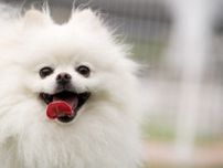 “罰金刑の数”世界トップクラス？　スイスは「ペット・動物に関する法律」が超絶キビシイ国だった！