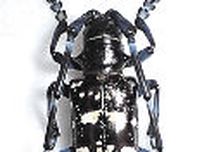 群馬県内で「ツヤハダゴマダラカミキリ」を初確認　トチノキなどを食い荒らす特定外来生物　県が市町村に注意を呼びかけ