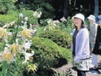 大輪のヤマユリが甘く香る　オープンガーデン福田（群馬・中之条町）で見頃迎える