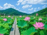 「まさに極楽浄土」「絵の中にいるみたい」　兵庫県で開催中の「蓮の花苑」が美しすぎて...2万人感嘆