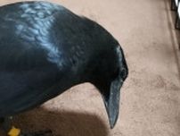 人間のモノで遊ぶカラスを注意したら...　お利口な〝変化〟に7.1万人驚がく「やっぱカラスって賢いんだなぁ」