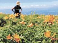 山吹色、秘境でにっこり　岩手・和賀岳　ニッコウキスゲ見頃