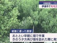 収穫時期に… 伊達市でモモ200個盗まれる（福島）