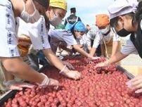 稲積梅いい香り　富山県氷見市の比美乃江小４年生、天日干し体験