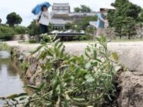 姫路城に「ど根性トマト」　水路の石垣からにょきっ　3センチほどの実も