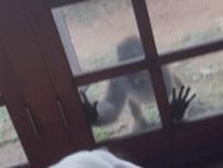 高松市でサルに顔をひっかかれ50代女性が軽傷　サルは逃走中　周辺では目撃や被害が相次ぐ