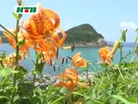 オレンジ色の「コオニユリ」五島で夏の訪れを告げる　青い海をバックに8月まで見頃が続く