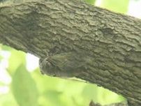 屋外でBBQの80代女性も…長崎県内は熱中症の症状で4人が救急搬送