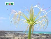 花言葉は「どこか遠くへ」五島のハマユウ 8月まで見頃
