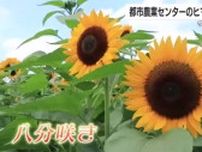 都市農業センターのヒマワリをリサーチ！　本数は約6万1000本  今週末から一番の見頃に【鹿児島】