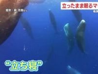【貴重映像】海中で立ったまま眠るマッコウクジラ！？　鹿児島・奄美大島で撮影