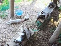猫島初？！　上天草市・湯島に「ライブカメラ」　24時間、猫たちの日常、ありのまま　すぱいすウェブに猫図鑑も