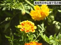 約600ポットの花々が「よさこい祭り」を“足元”から彩る　「観光の活性化につながれば」帯屋町シンボルロードで花の植え付け【高知】