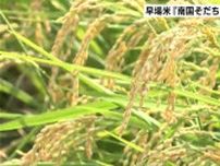 早場米『南国そだち』の収穫始まる　順調に生育、例年より収穫量増える見込み