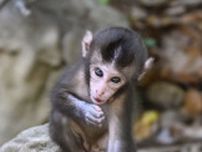 赤ちゃんサル元気いっぱい　宮崎・幸島が出産シーズン