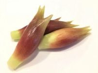 脇役イメージ“みょうが”の栄養は？食べすぎるとダメって噂は本当？栄養士ライターが解説